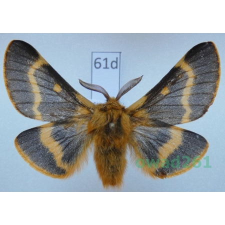 Lemonia dumi (Linnaeus, 1761) male Slovakia61d